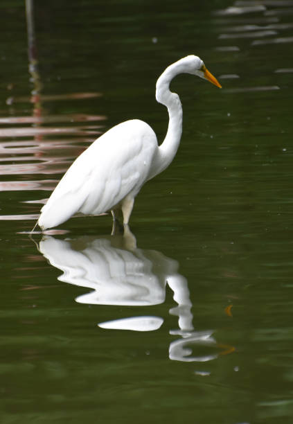 istock Heron Standing in Shallow Water 1146095056