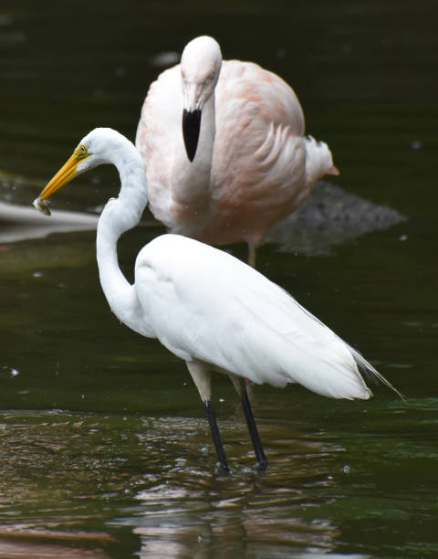 istock Heron Standing in Shallow Water 1146095098