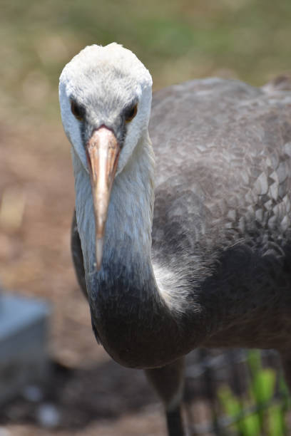 istock Hooded Crane Bird with His Beak Slightly Open 1146095171