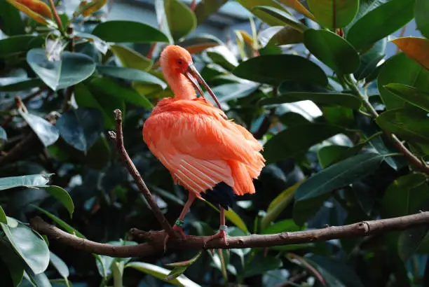 Scarlet ibis bird preening his feathers in the tropics.