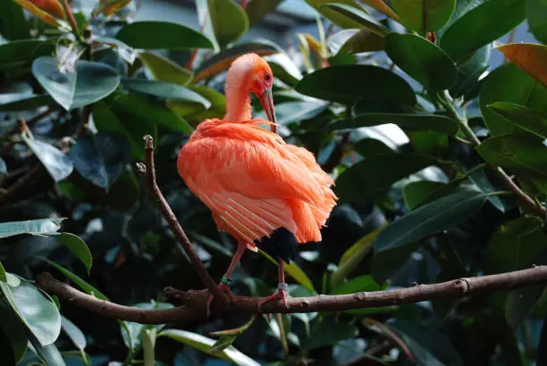 Scarlet ibis bird sitting in a tropical plant.