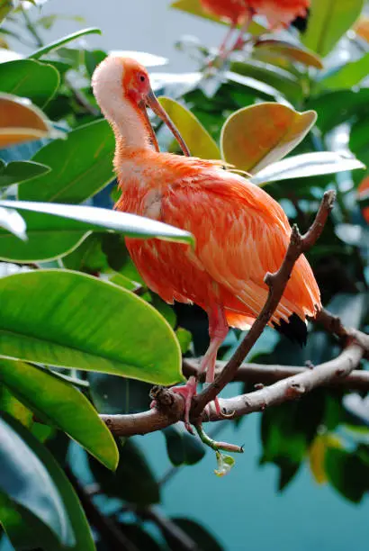 Scarlet ibis bird perched on a tree branch.