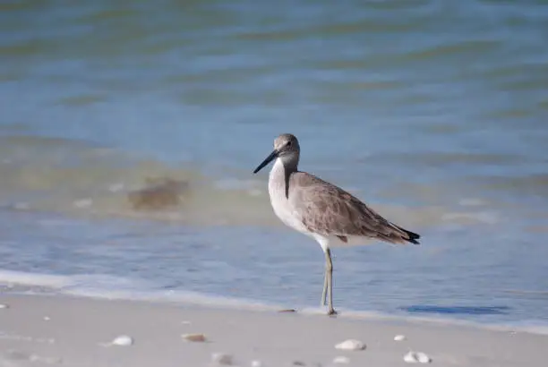 Sweet plover standing at the edge of the water on a beach.