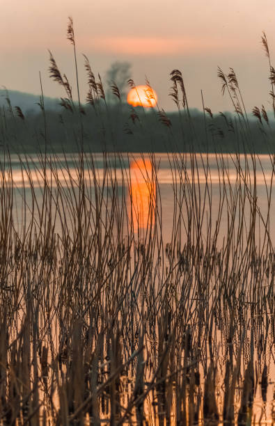 コリブ湖の夕日 - lake sunset lake dusk water ストックフォトと画像