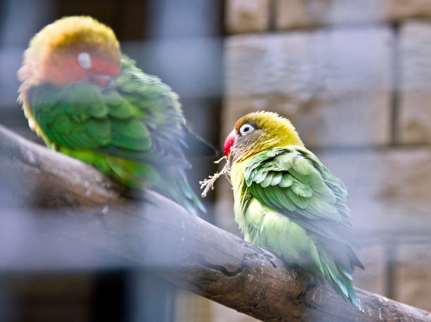 Pair Lovebirds parrots on branch