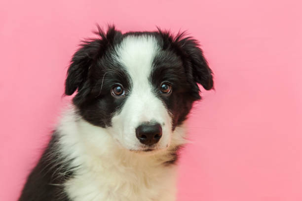 Funny studio portrait of cute smilling puppy dog border collie on pink pastel background Funny studio portrait of cute smilling puppy dog border collie isolated on pink pastel background. New lovely member of family little dog gazing and waiting for reward. Pet care and animals concept border collie puppies stock pictures, royalty-free photos & images