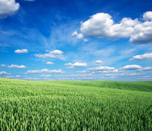 istock field of grass and perfect sky 1146096729