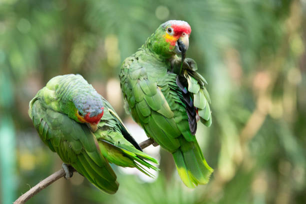 istock parrot bird sitting on the perch 1146096734