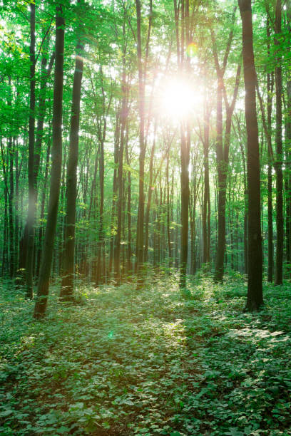 istock green Forest trees. nature green wood sunlight backgrounds 1146096839