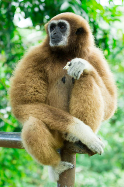 istock gibbon close- up face in zoo 1146096863