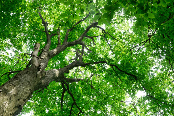 istock Forest trees. nature green wood sunlight backgrounds 1146096885
