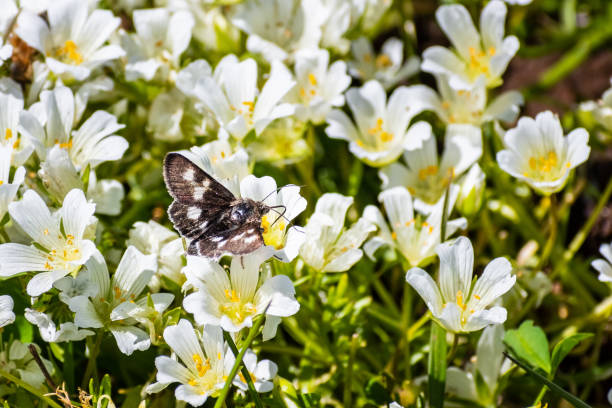 kuvapankkikuvat ja rojaltivapaat kuvat aiheesta valkoinen niittymaha (limnanthes alba) kukkii north table mountainin ekologisella suojelualueella, oroville, kalifornia - meadowfoam