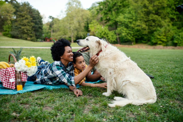 istock Young loving family having fun in the park 1146097657