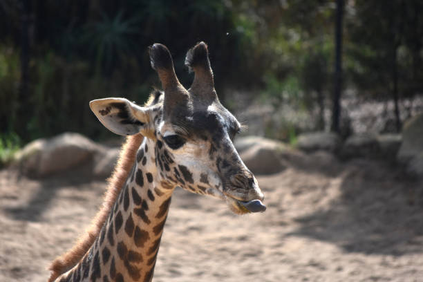 Beautiful wild giraffe sticking its tongue out