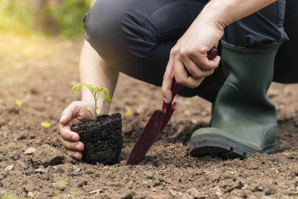 istock Be part of the Universe. Plant a tree. 1146097977