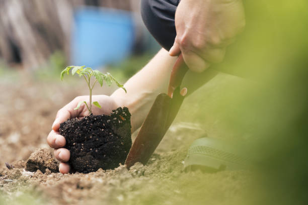 istock Be part of the Universe. Plant a tree. 1146097991
