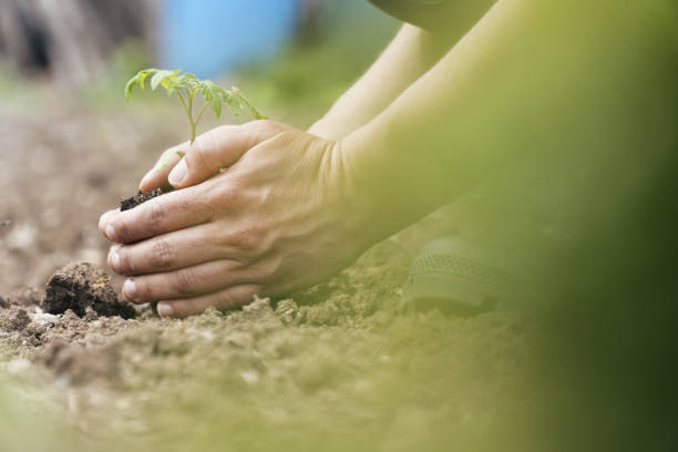 istock Be part of the Universe. Plant a tree. 1146098026