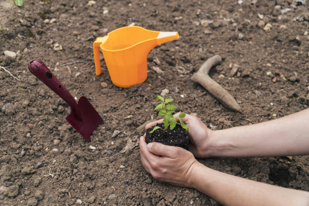 istock Be part of the Universe. Plant a tree. 1146098069