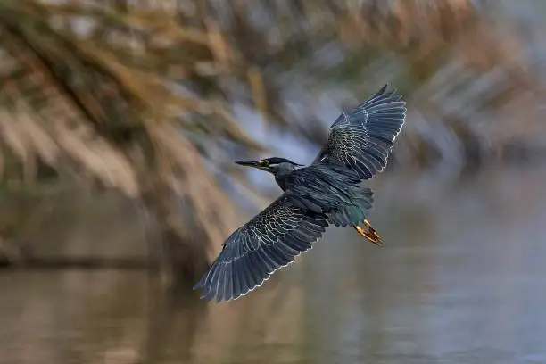 Striated heron in its natural habitat in Gambia