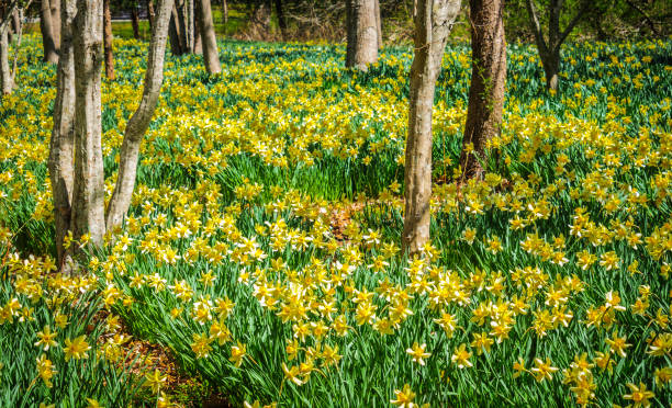 blanket of flowers - daffodil spring flower new england imagens e fotografias de stock