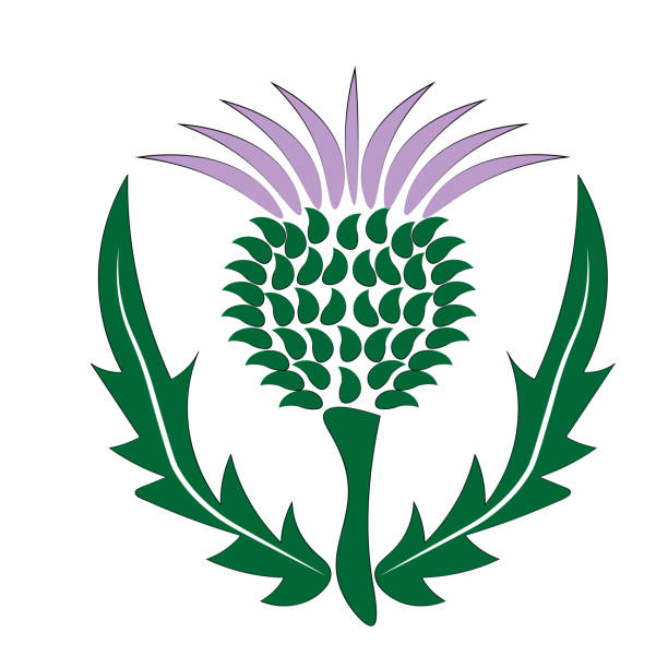 thistle Scotland symbol and emblem thistle Scotland symbol and emblem thistle stock illustrations