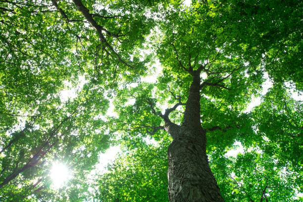 istock forest trees. nature green wood sunlight backgrounds 1146099237