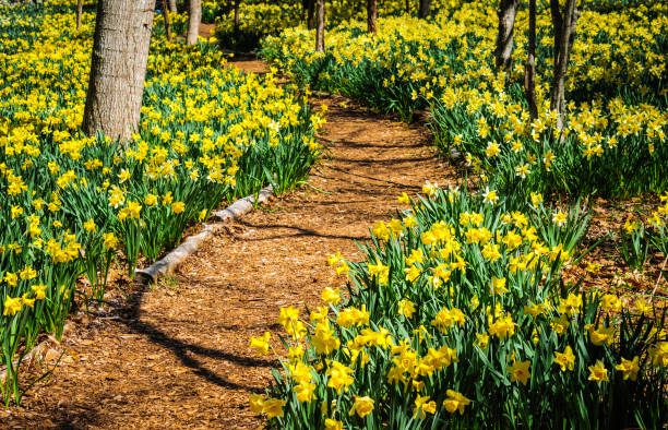 woodland trail - daffodil spring flower new england imagens e fotografias de stock