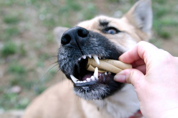 hand geben nahrung für einen hund. zähne tiergesundheit - animal tongue stock-fotos und bilder