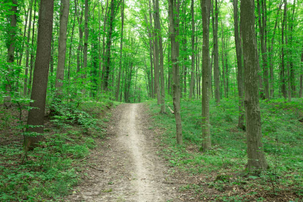 istock green Forest trees. nature green wood sunlight backgrounds 1146100752