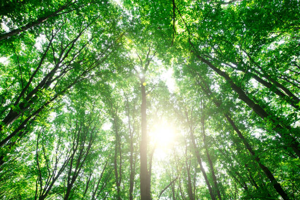 istock Forest trees. nature green wood sunlight backgrounds 1146100754
