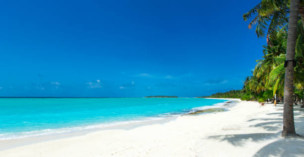 istock Maldives island with white sandy beach and sea 1146100841