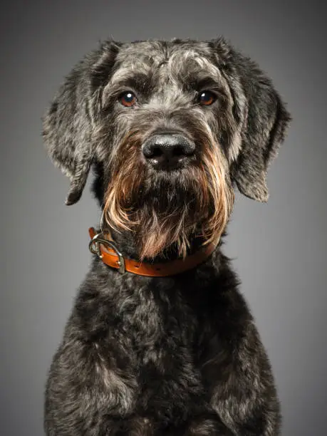 A studio portrait of a Giant Schnauzer Poodle mix dog, commonly called the Giant Schnoodle