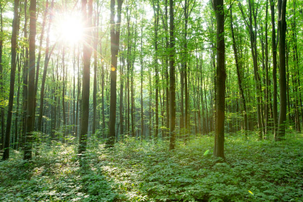 istock Forest trees. nature green wood sunlight backgrounds 1146100940