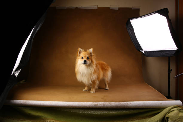 istock Pomeranian spitz Dog on brown background in studio 1146104197