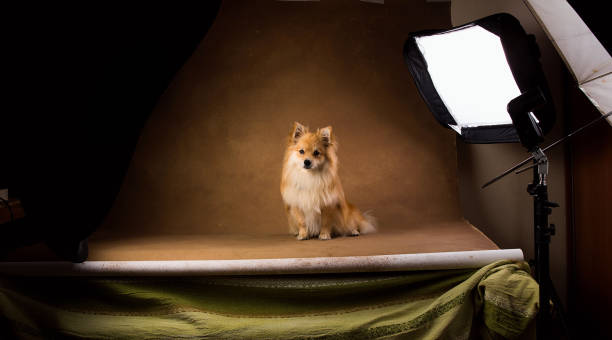 istock Pomeranian spitz Dog on brown background in studio 1146104198