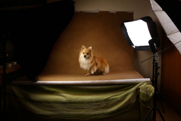 istock Pomeranian spitz Dog on brown background in studio 1146104202