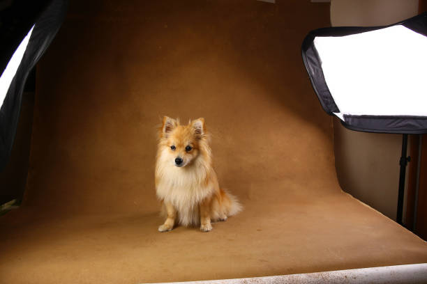istock Pomeranian spitz Dog on brown background in studio 1146104236