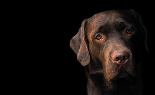 Face portrait of brown chocolate labrador retriever dog isolated on black background. Dog face close up. Young cute adorable brown labrador retriever.