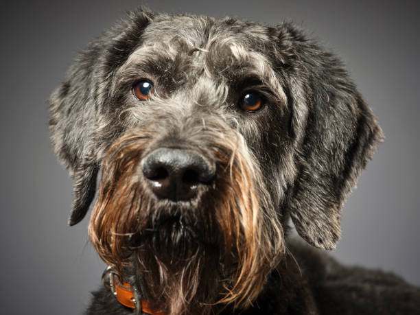istock Giant Schnauzer Poodle Mix Dog Giant Schnoodle 1146104544