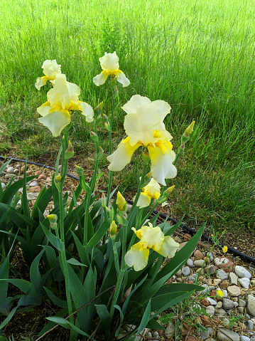 Yellow Iris in bloom in front yard of farm in Rockville Utah