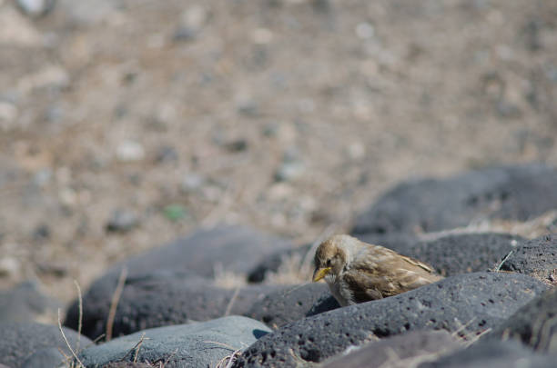 istock Juvenile of spanish sparrow. 1146105176