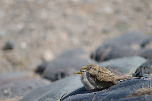Juveniles of spanish sparrow (Passer hispaniolensis). Playa de Arinaga. Agüimes. Gran Canaria. Canary Islands. Spain.