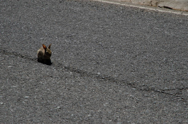 istock European rabbit (Oryctolagus cuniculus) on the road. 1146105271