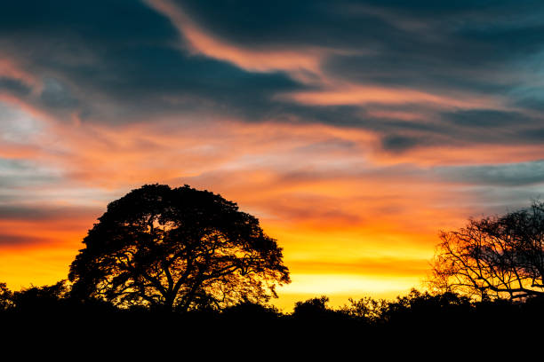 Savanna Sunrise in Zambia, Africa