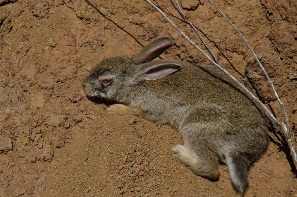 Rabbit (Oryctolagus cuniculus) ill. Rabbit (Oryctolagus cuniculus) ill. El Juncal. The Nublo Rural Park. Tejeda. Gran Canaria. Canary Islands. Spain. sick bunny stock pictures, royalty-free photos & images