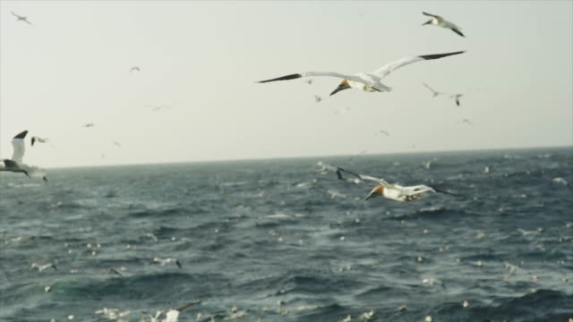 Northern gannet bird: feeding frenzy behavior