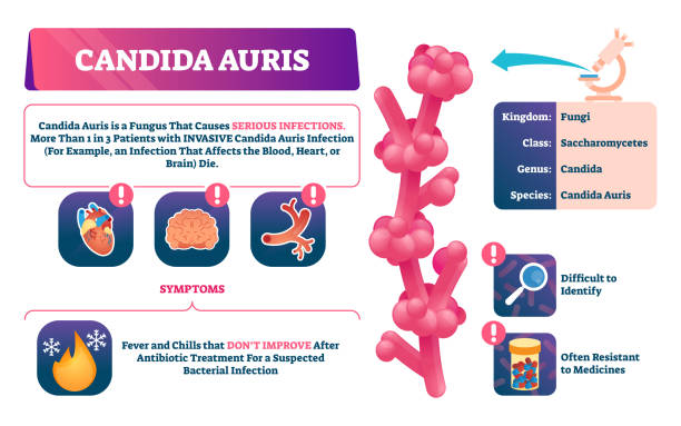 Candida auris vector illustration. Biological fungus infection explanation. vector art illustration