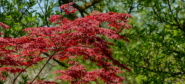 Elegante Acero Rosso Giapponese Albero Di Acer Palmatum Atropurpureum Con  Foglie Viola Nel Giardino Primaverile Sullo Sfondo Del Verde - Fotografie  stock e altre immagini di Acero - iStock