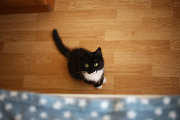 istock Black cat sitting on the bed in the room. Grey cat with beautiful patterns. The cat is staring at you. 1146106989