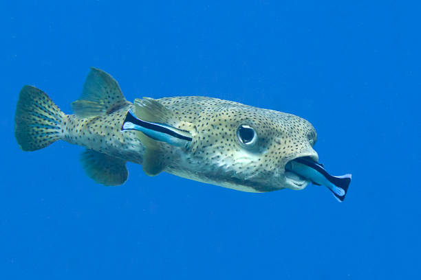istock Porcupine pufferfish (diodon hystrix) being cleaned by cleaner fish (labroides dimidiatus) 1146107840